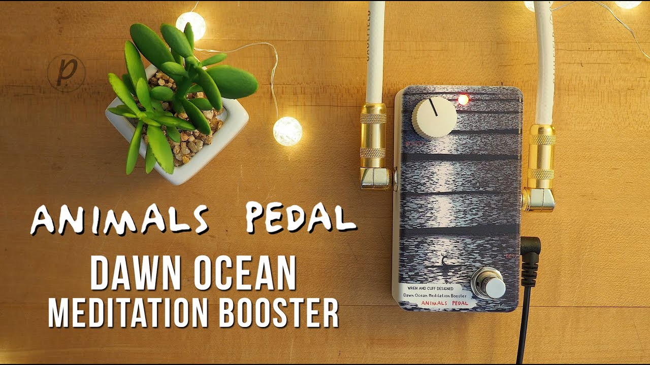 Animals Pedal Dawn Ocean Meditation Booster - YouTube
