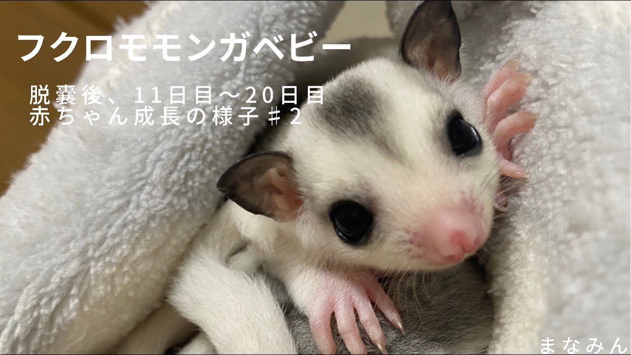 フクロモモンガベビー成長の様子 脱嚢11日目〜20日目 - YouTube