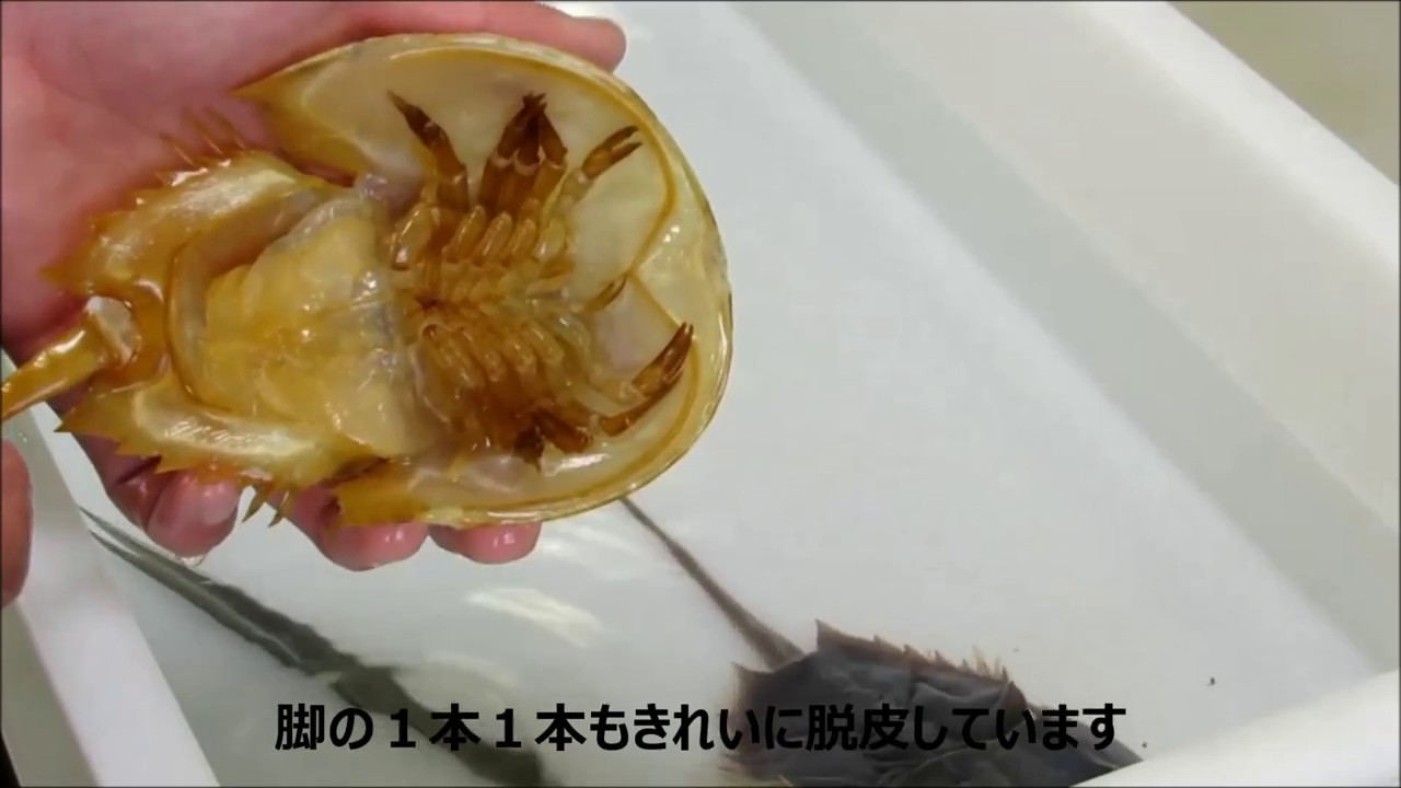 脱皮不全のアメリカカブトガニを人工的に脱皮させる - YouTube