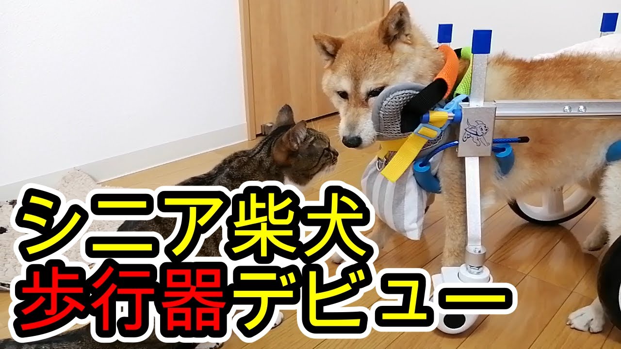 柴犬4輪リハビリ食事補助犬用車椅子シニア介護用犬の歩行器
