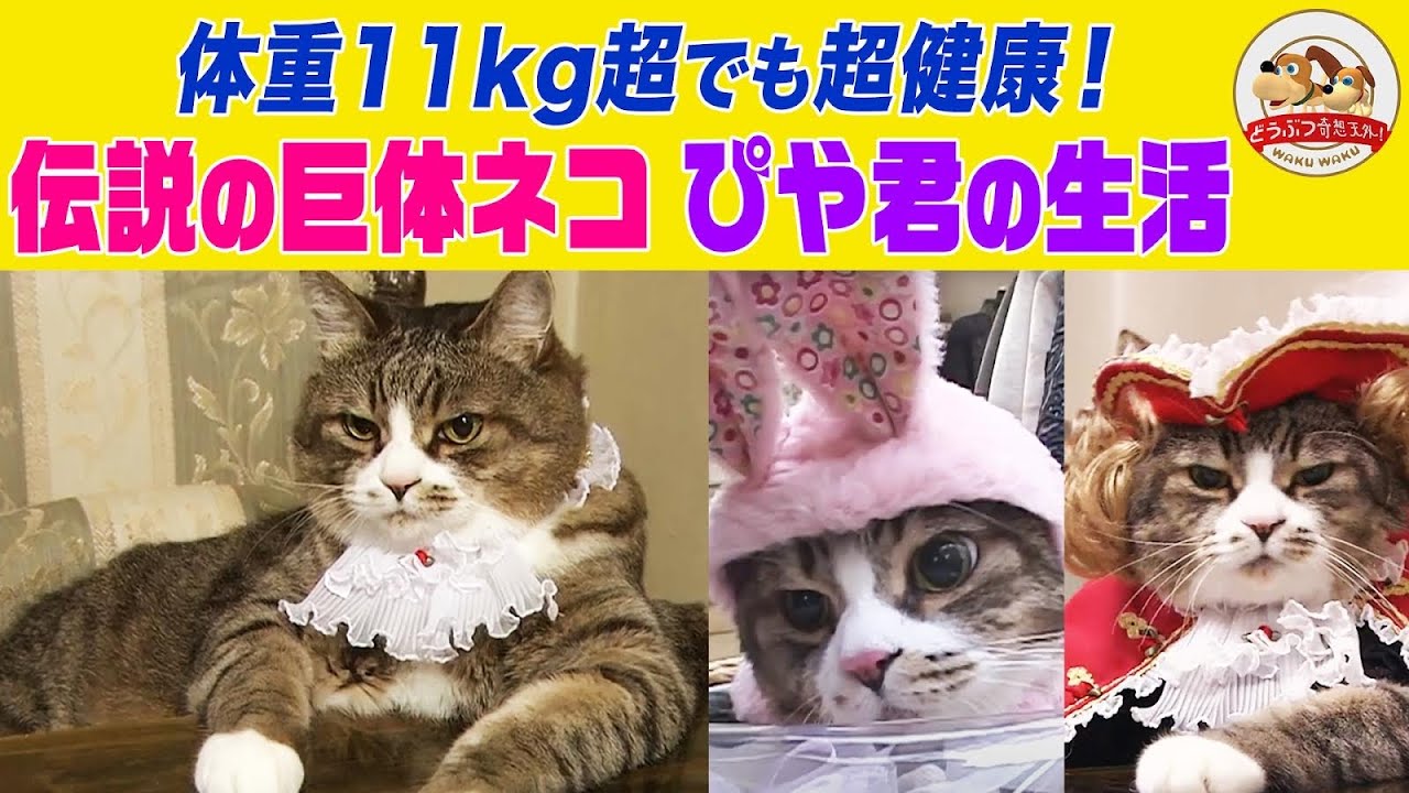 体重11kg超でも超健康】伝説の巨体ネコ・ぴや君の愉快な暮らし