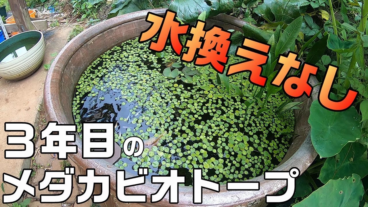 水換えの要らないビオトープ