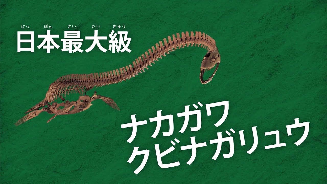 北海道中川大きな虹色ハウエリセラス化石恐竜