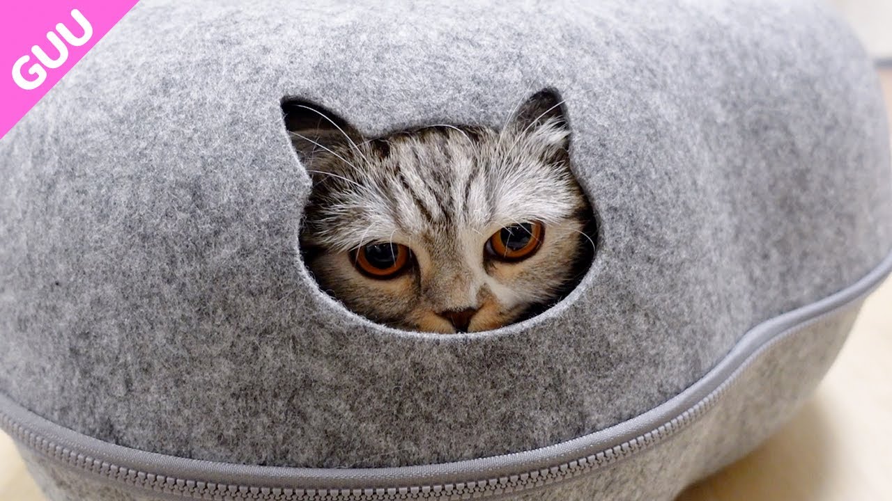 おしゃれ猫ベッドが快適すぎて猫が出てこなくなりました