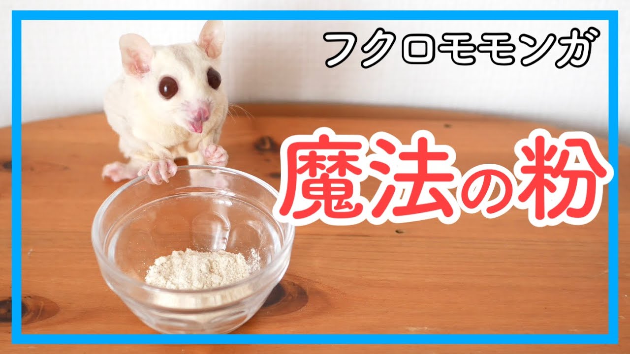 フクロモモンガ】ペロ飯がお湯で溶くだけで作れます【インスタントHPW