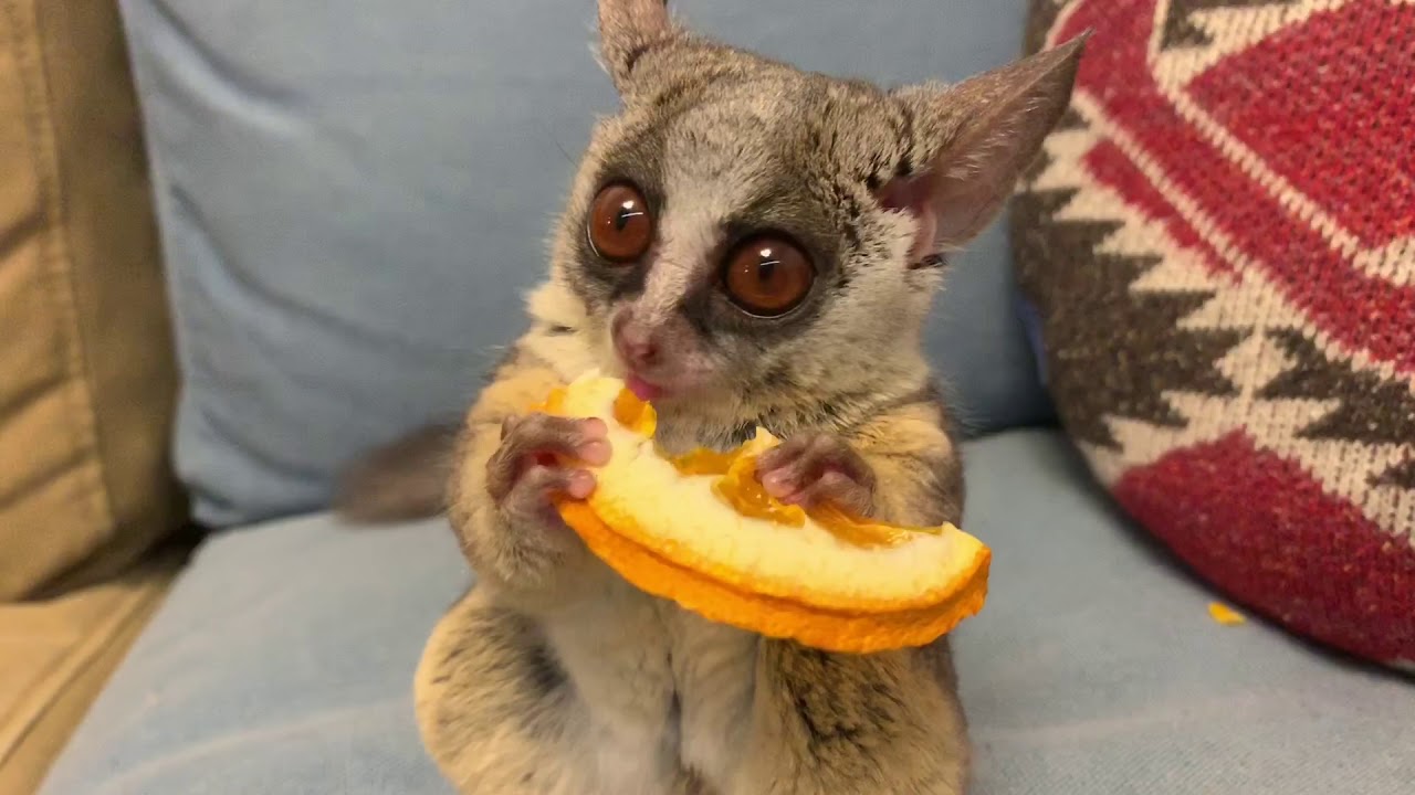 ドライフルーツを豪快に食べるお猿 Pizzatoru the Bushbaby