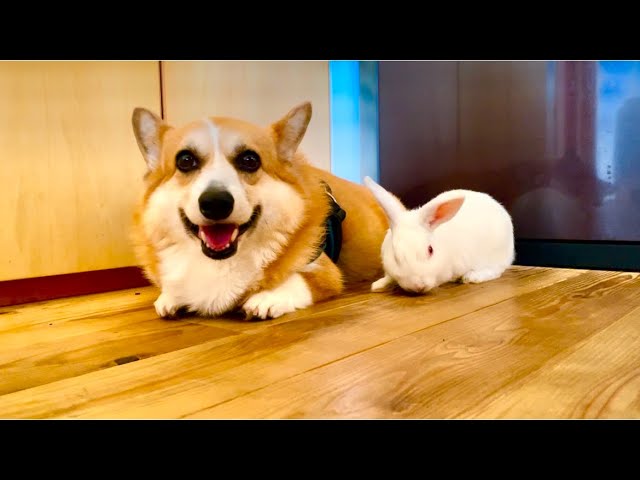 カレン ホイプティング 犬 コーギー 小鳥 鳥かご カレン・ホイ