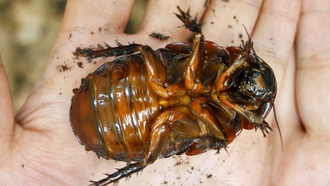 74mm】ヨロイモグラゴキブリ Macropanesthia 昆虫標本 Macropanesthia