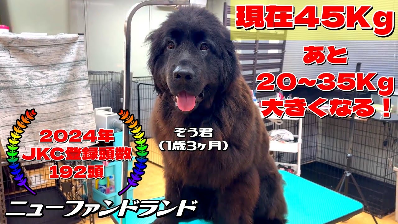 ニューファンドランド（親子）【犬】ユージン ニューファンドランド