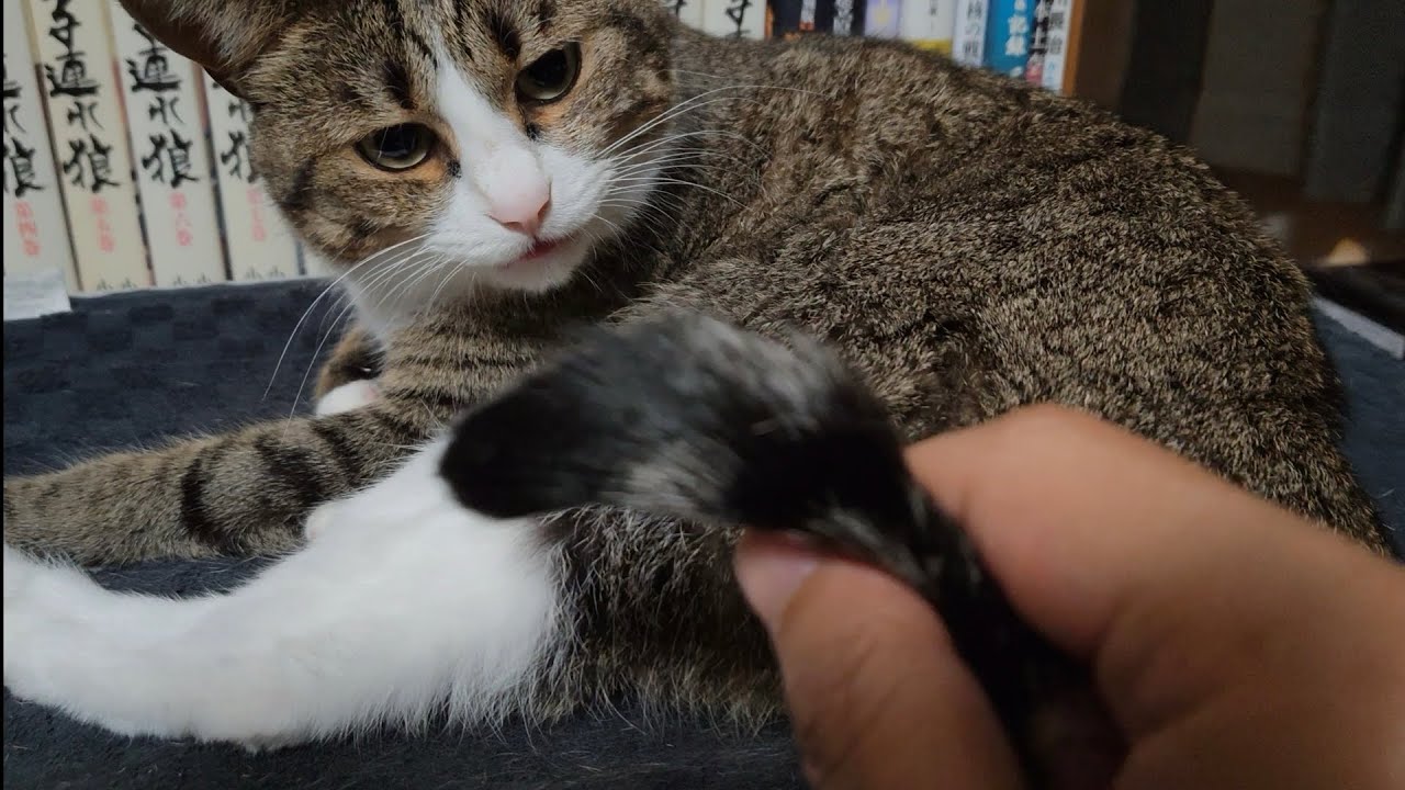 深夜の猫XIII Midnight Mimi XIII - YouTube