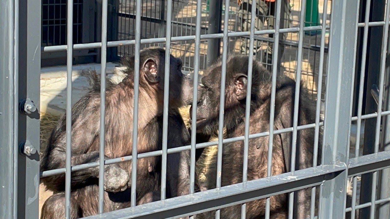 チンパンジーの同居をはじめました | 地方独立行政法人天王寺動物園