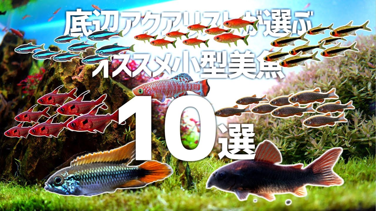 February 3rd arrivals! Super Red Kingfisher, small wild tropical