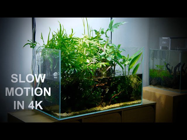 大自然 大型60 アクアテラリウム 完成品 水槽 大自然 大型60 アクア