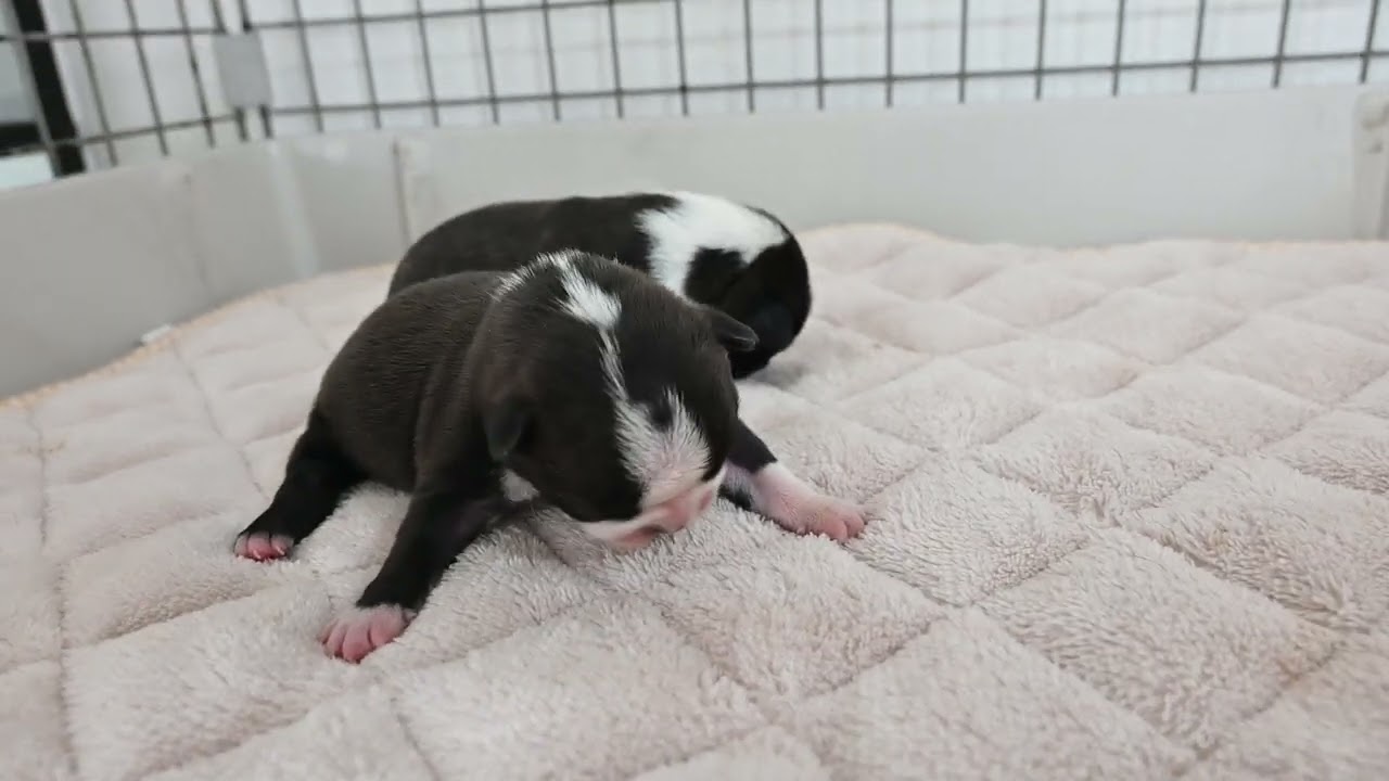 IPA2】アイドル 犬 ボストンテリア キャンバスF6号サイズ BAEZ3 IPA2