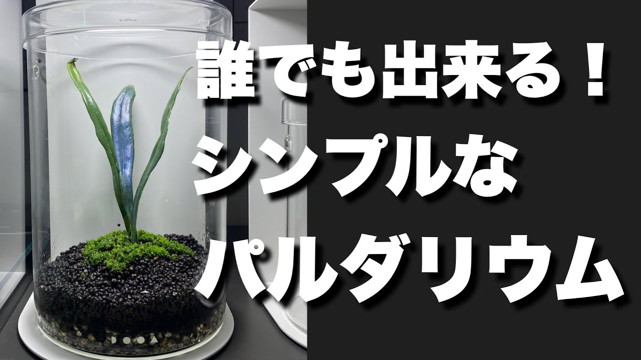 1台限り パルタリウム 植物育成用ガラスケース600×300×450mm 1