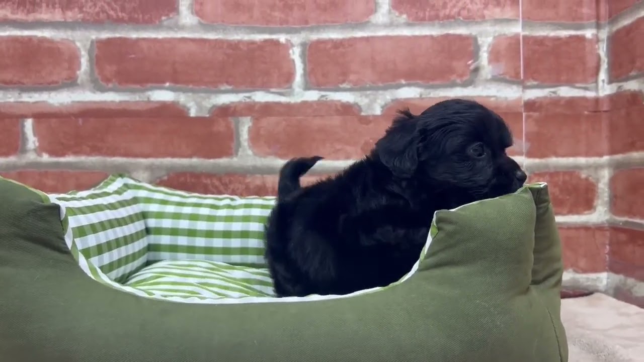 ペットショップCOO&RIKU No.00746682 MIX（ハーフ） - YouTube