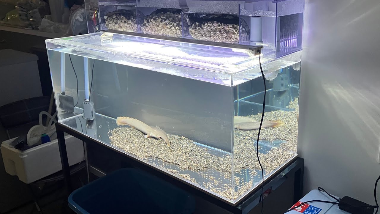 上部ろ過式の120cmアクリル水槽を設置！ポリプテルスセネガルスのペア