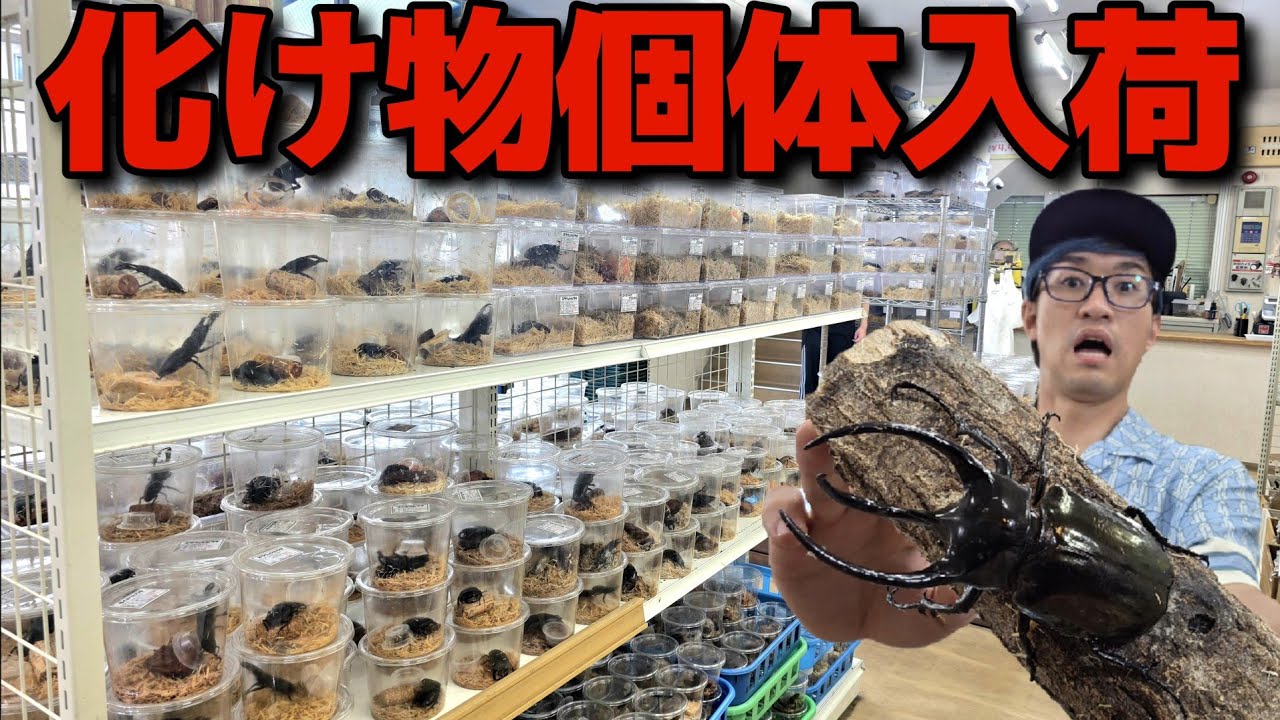 The first super-awesome beetle in 10 years has arrived at one of