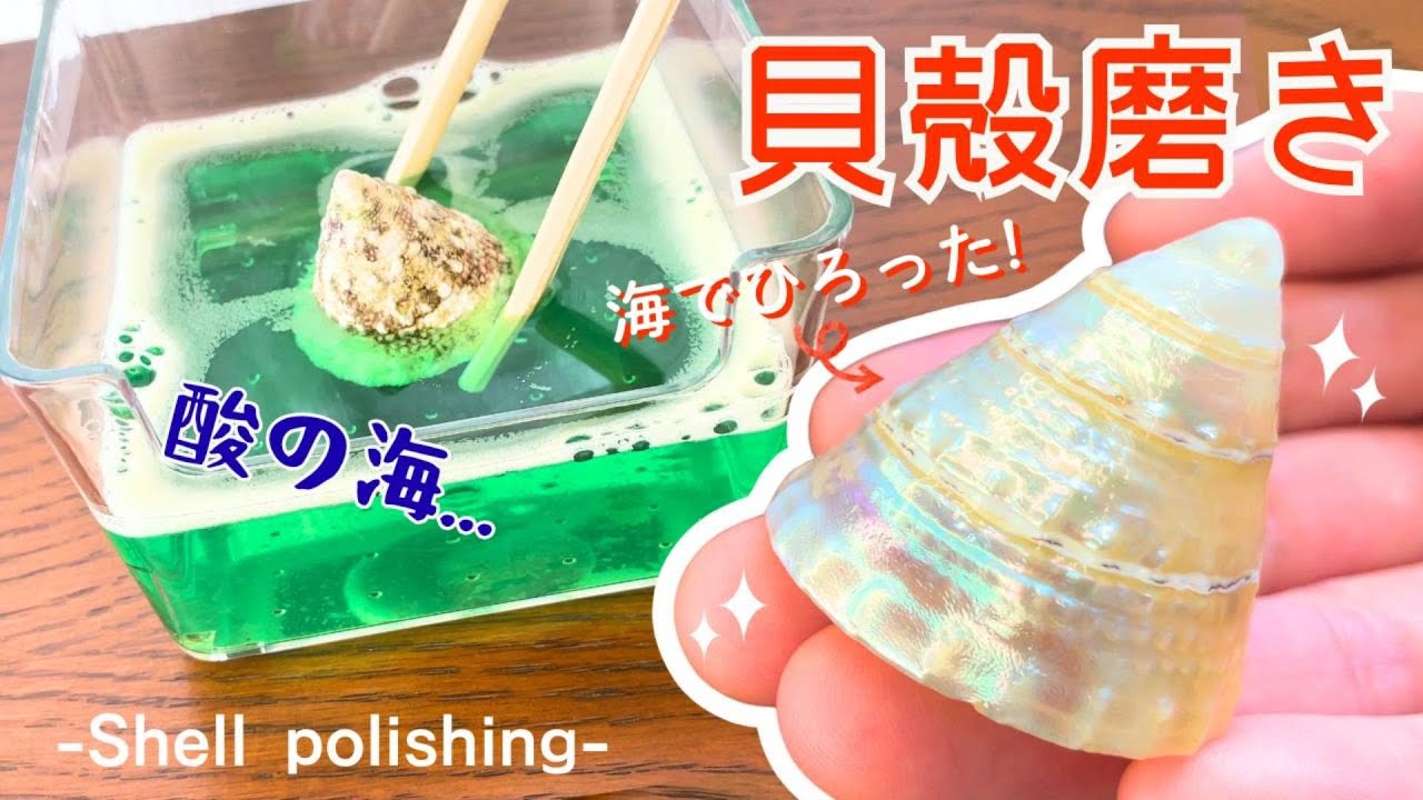 貝の標本を作ろう！ - YouTube
