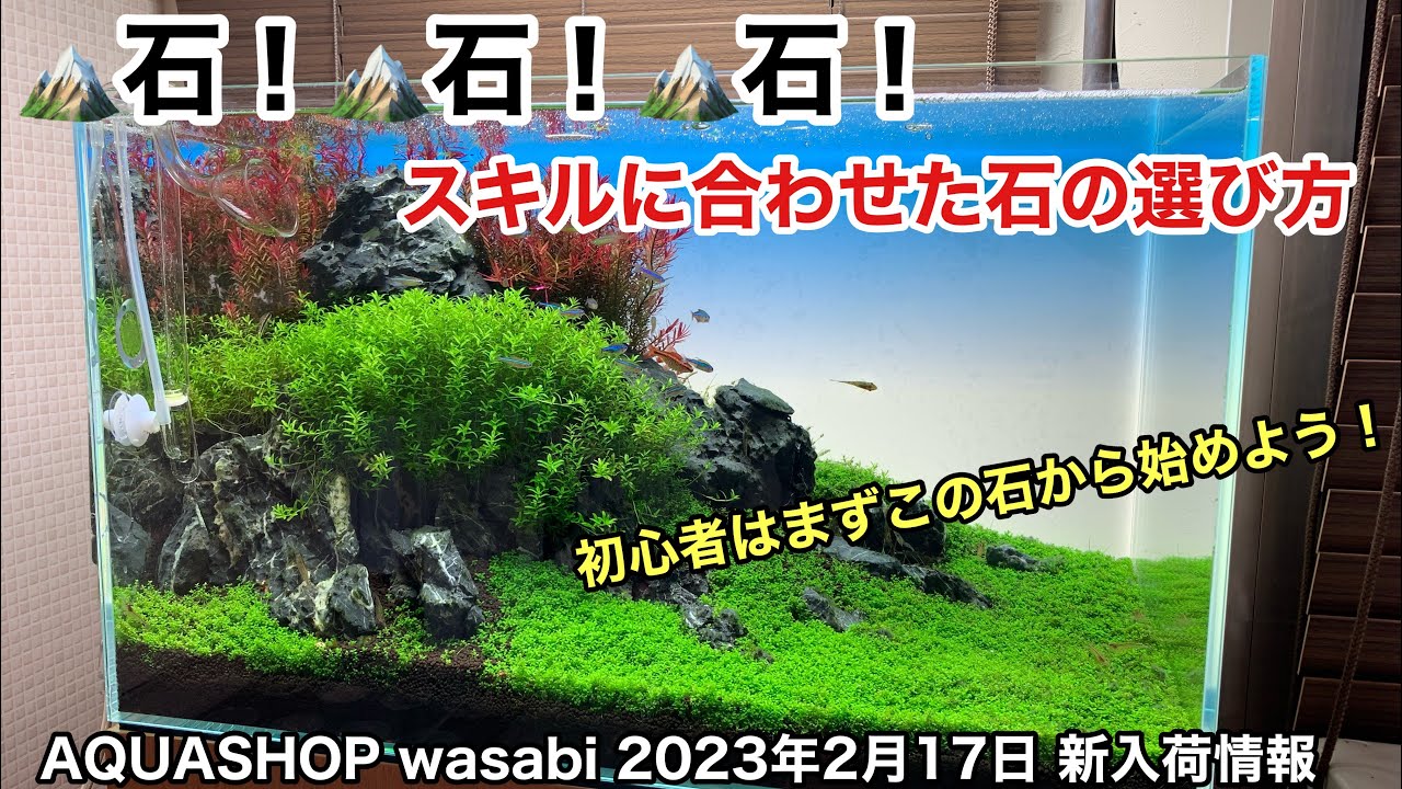 水草水槽初心者にオススメの石素材3選！「AQUASHOPwasabi 2023年2月17