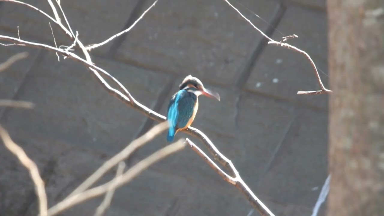 カワセミ動画その244(k2026 01 27 v) - YouTube