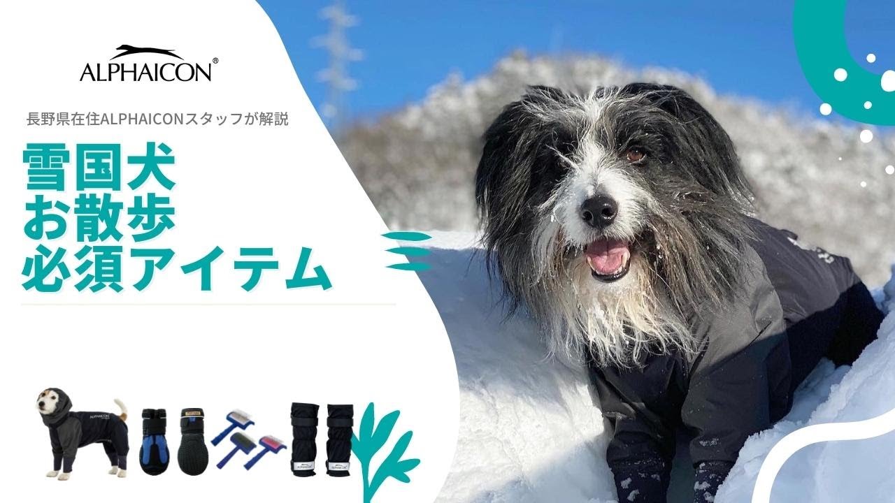 長野県在住ALPHAICONスタッフが解説「雪国犬お散歩必須アイテム