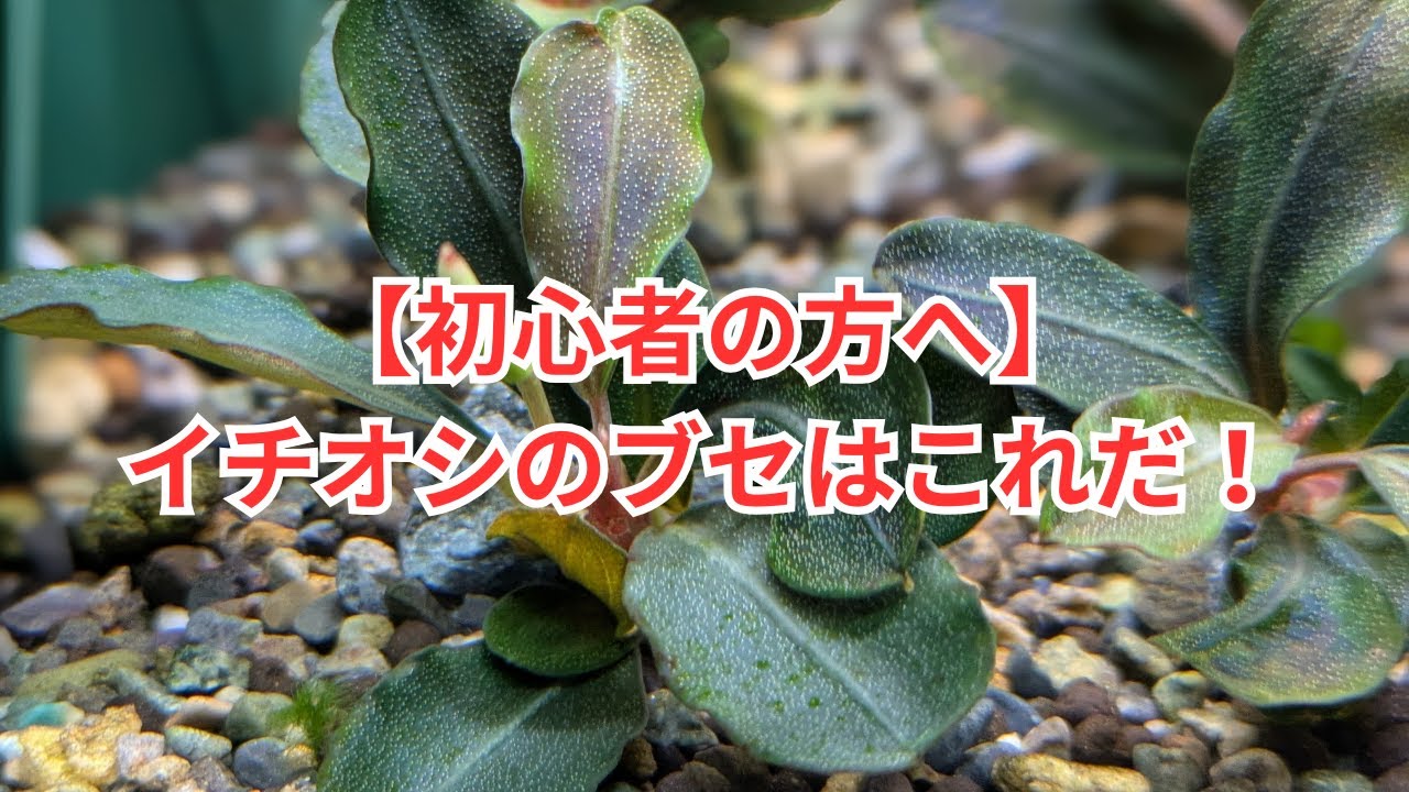 Recommended for beginners] Introducing Bucephalandra 'Theia