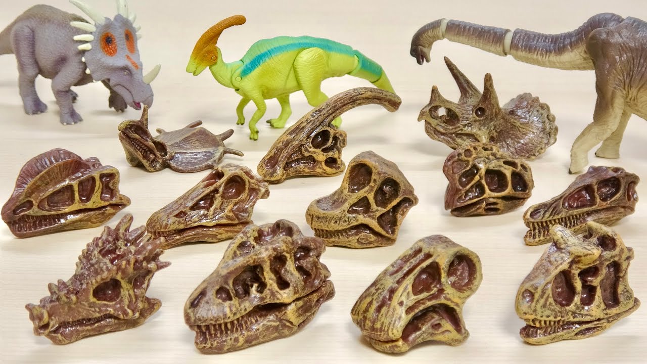 Dinosaur Head Fossil Gacha! Dinosaur Fossil Museum Tyrannosaurus