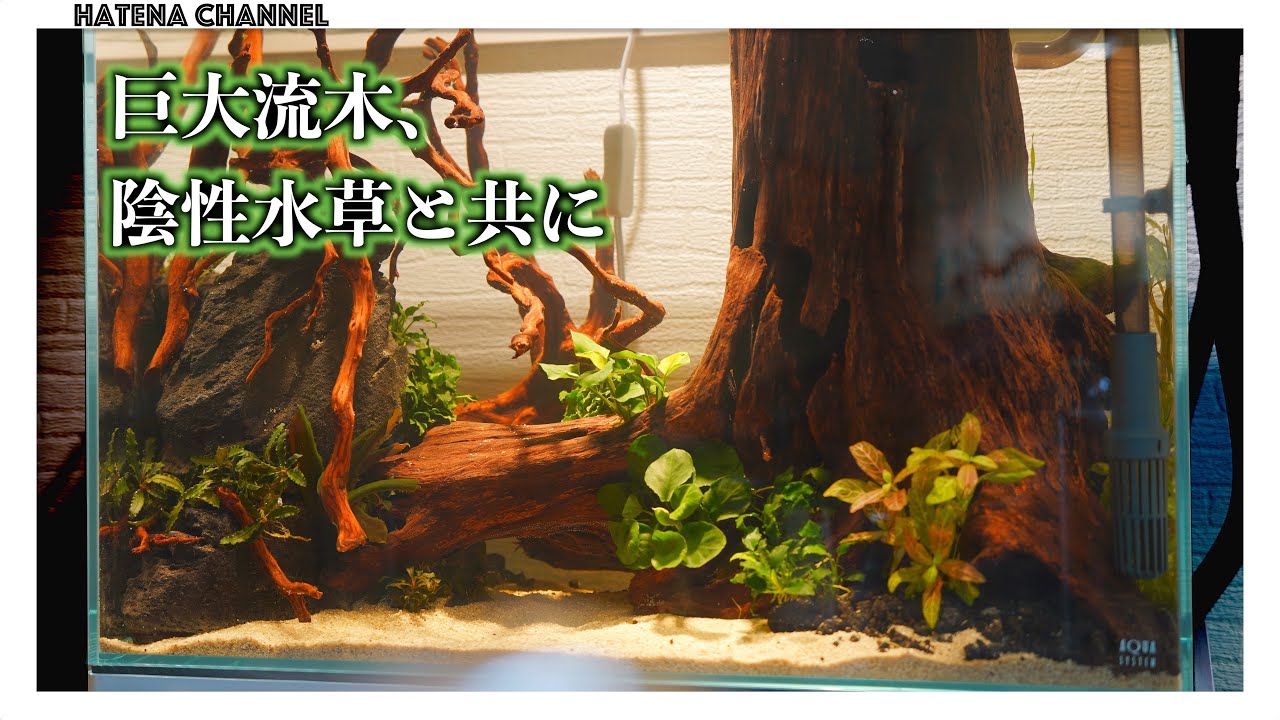 No CO2] Setting up a giant driftwood layout in a 60cm high