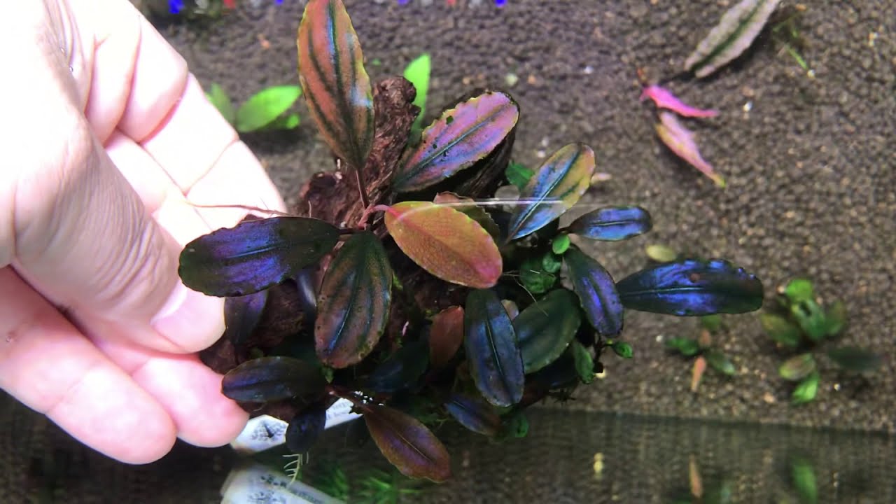 Bucephalandra sp.