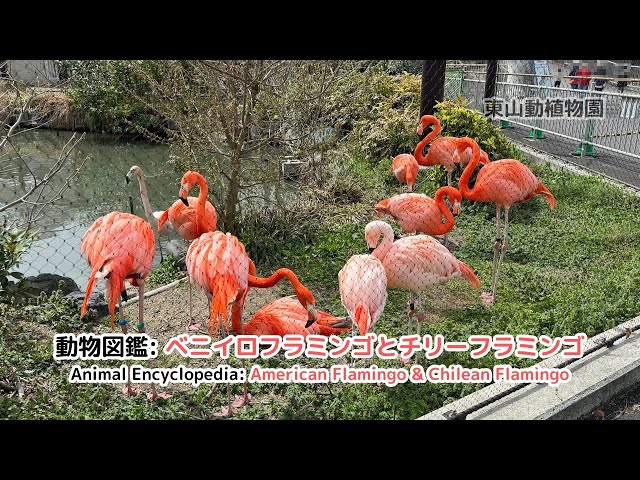 チリーフラミンゴの秘境 チリーフラミンゴの秘境 チリーフラミンゴ