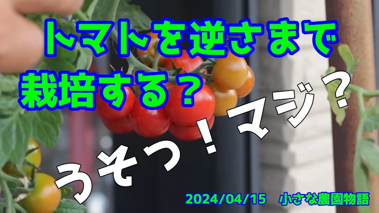 Tomatoes] Growing tomatoes upside down? Unusual tomato cultivation