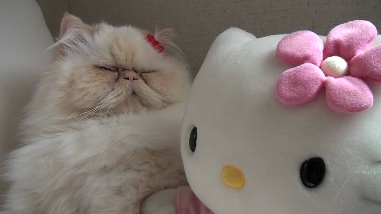 リアルキティちゃん？ - YouTube