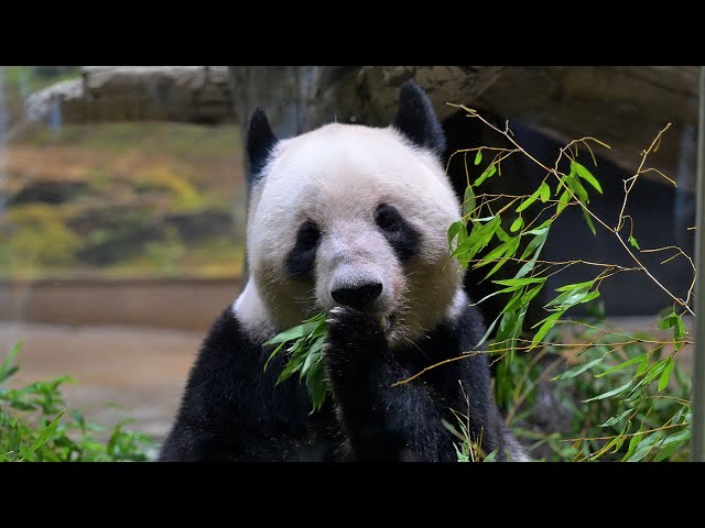 2025.08.05 今日のパンダ（3914日目）[8K] - YouTube