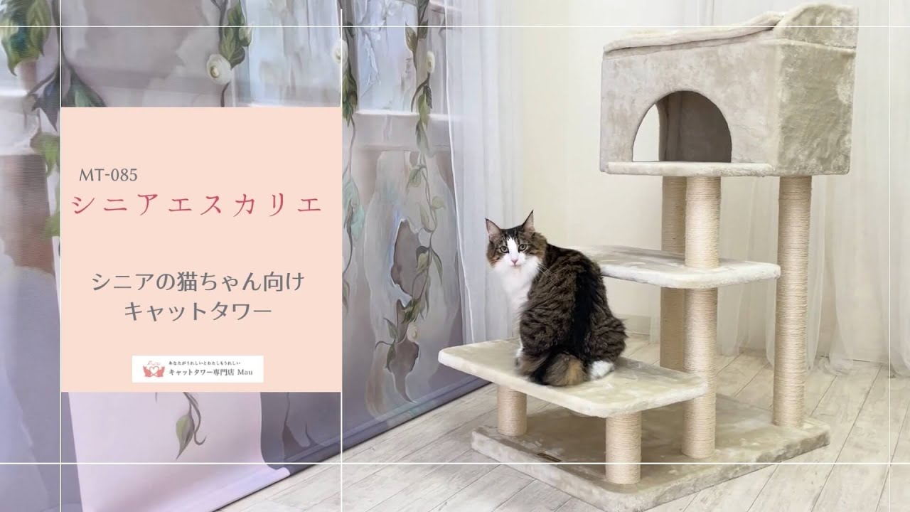 シニア猫に優しいキャットタワー！【キャットタワー専門店Mau】シニア