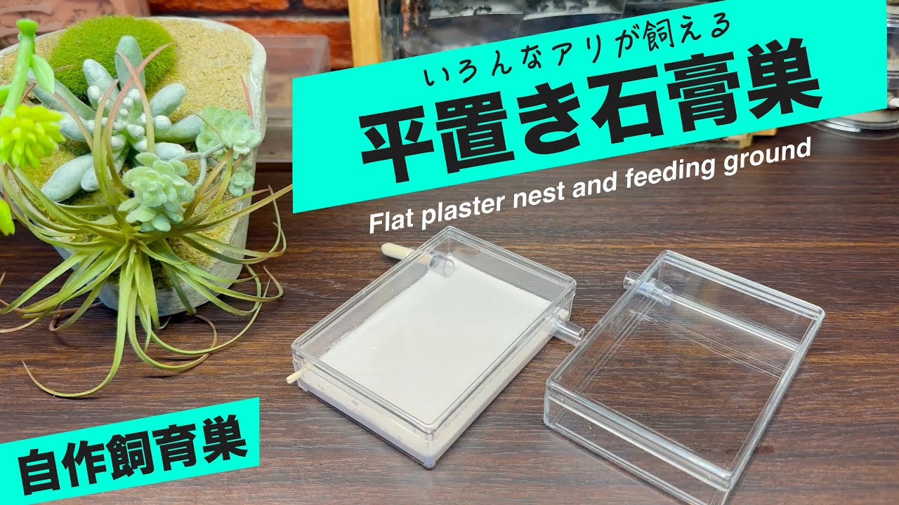 MICE】アリ石膏巣ユニット 30×20cm×2個セット MICE】アリ石膏巣