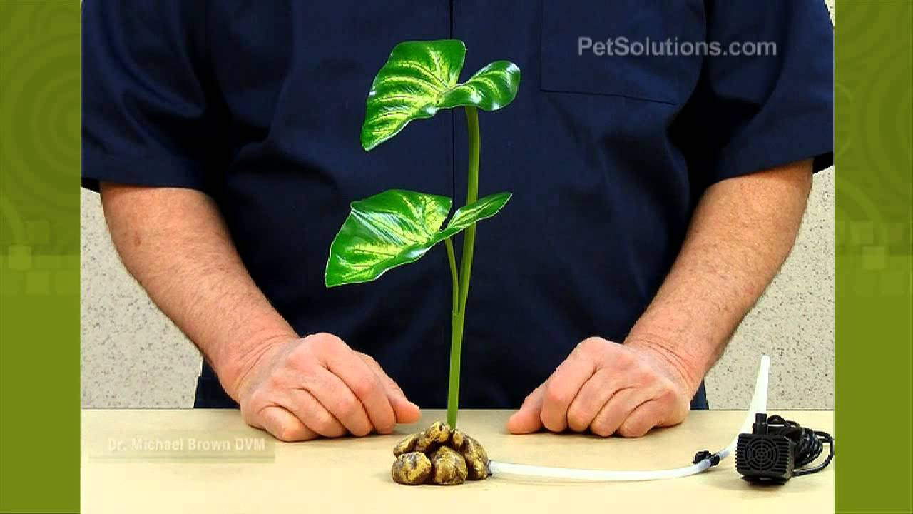PetSolutions: Exo Terra Dripper Plant - YouTube