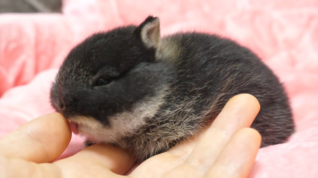 Baby rabbit that can't stop grooming people. - YouTube