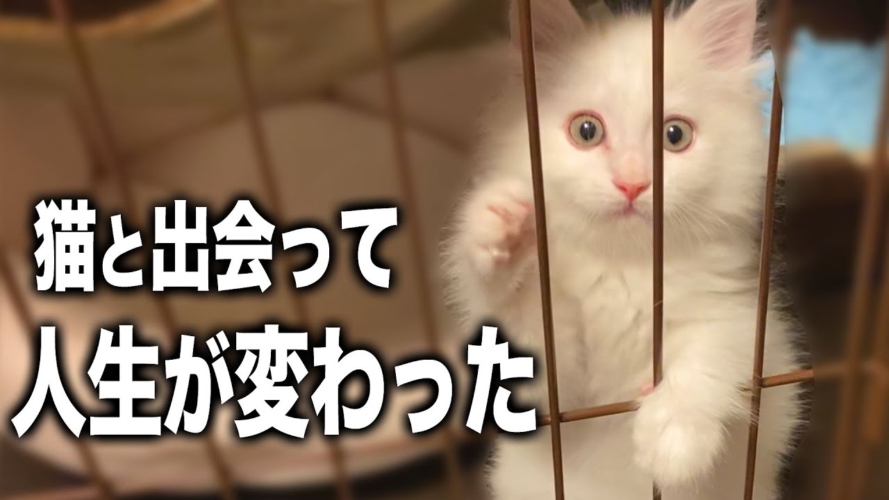 猫と出会って、人生が大きく変わった - YouTube
