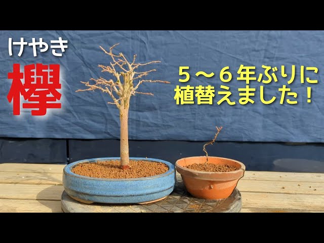I replanted my Zelkova tree for the first time in 5-6 years! - YouTube