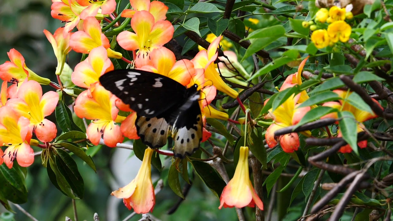 Female of Ornithoptera goliath in flight ゴライアストリバネアゲハ