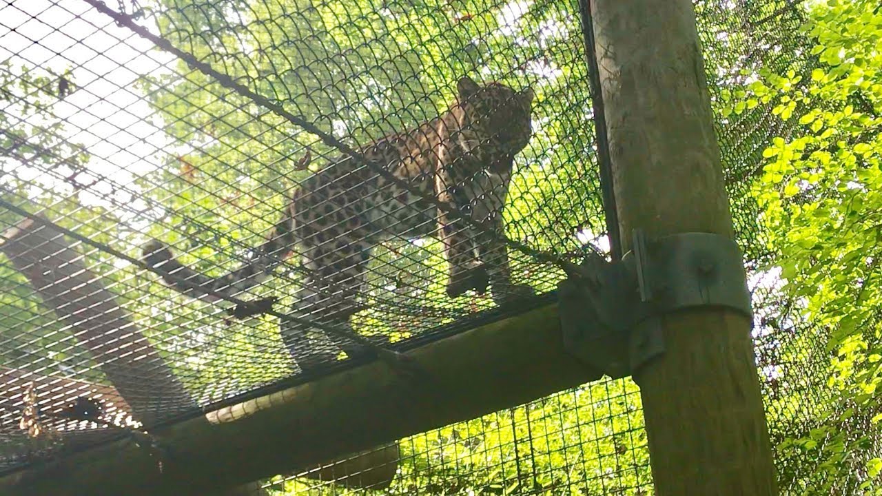 Zoo View:' Meet Zeke, the Kansas City Zoo's new Amur leopard - YouTube