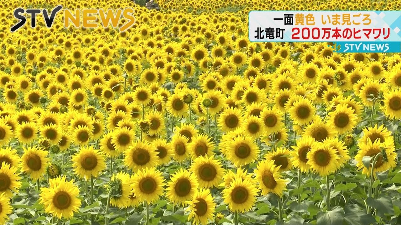 シュ-ルプランツ 超植物 世界一美しいひまわりの理想 2 million flowers]