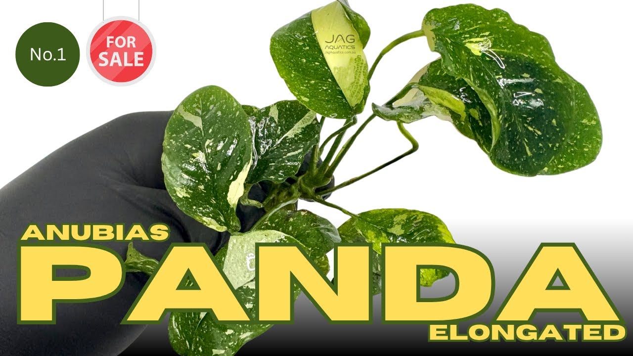 Anubias Panda Elongated - No 1 - YouTube