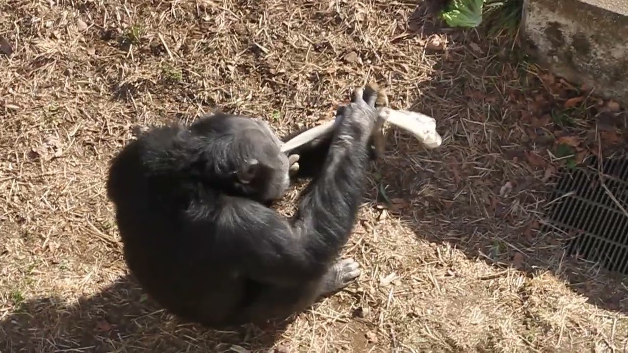 チンパンジー「フブキ」フィーダーへの挑戦：多摩動物公園 - YouTube
