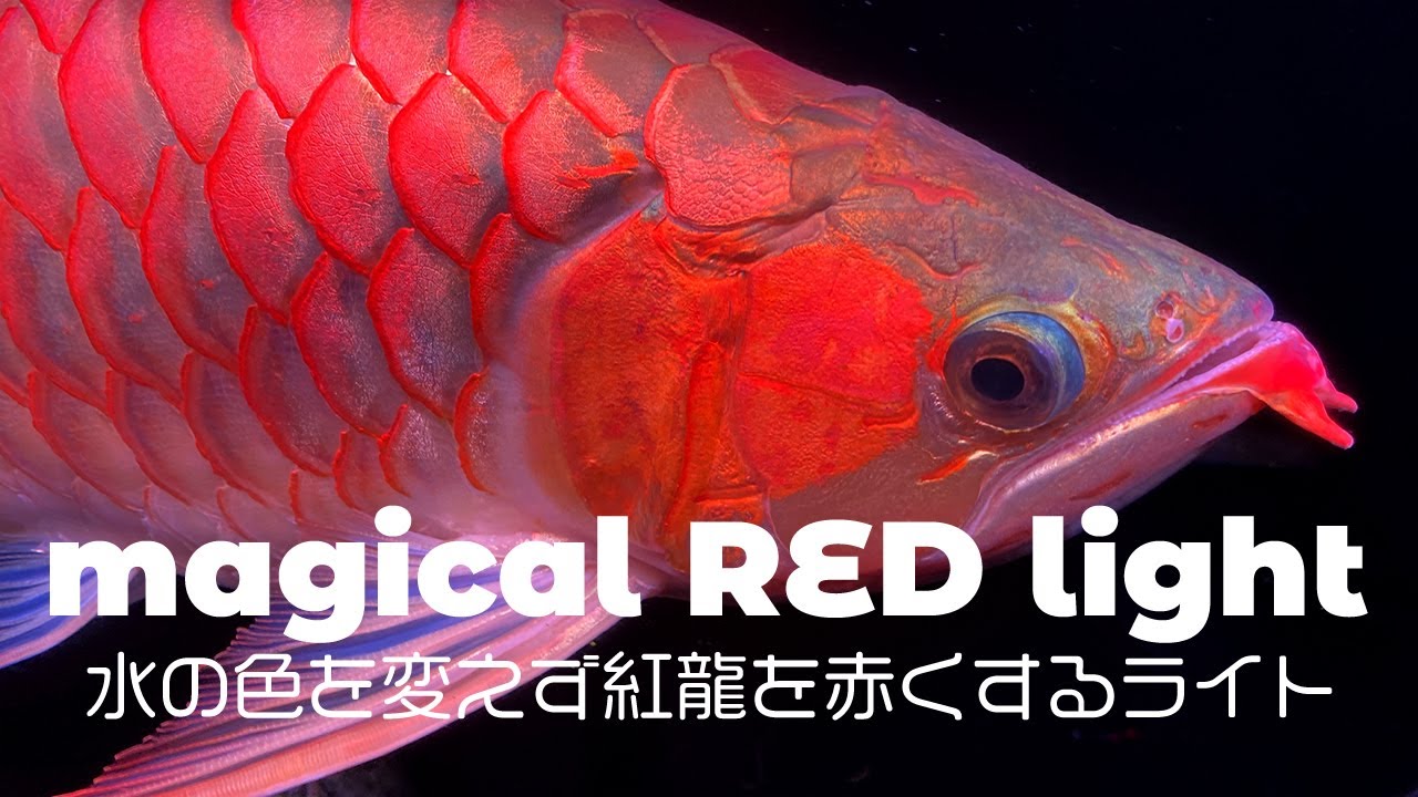 アルカナライト 150cm用 紅龍 テンニング 色あげ アロワナ LED5列仕様