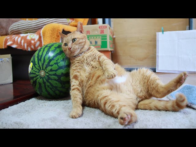 スイカ枕猫 240809 - YouTube