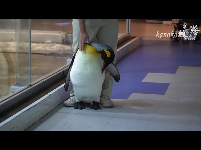 AWS 行きたくないと駄々をこねるキングペンギン-King penguin#271