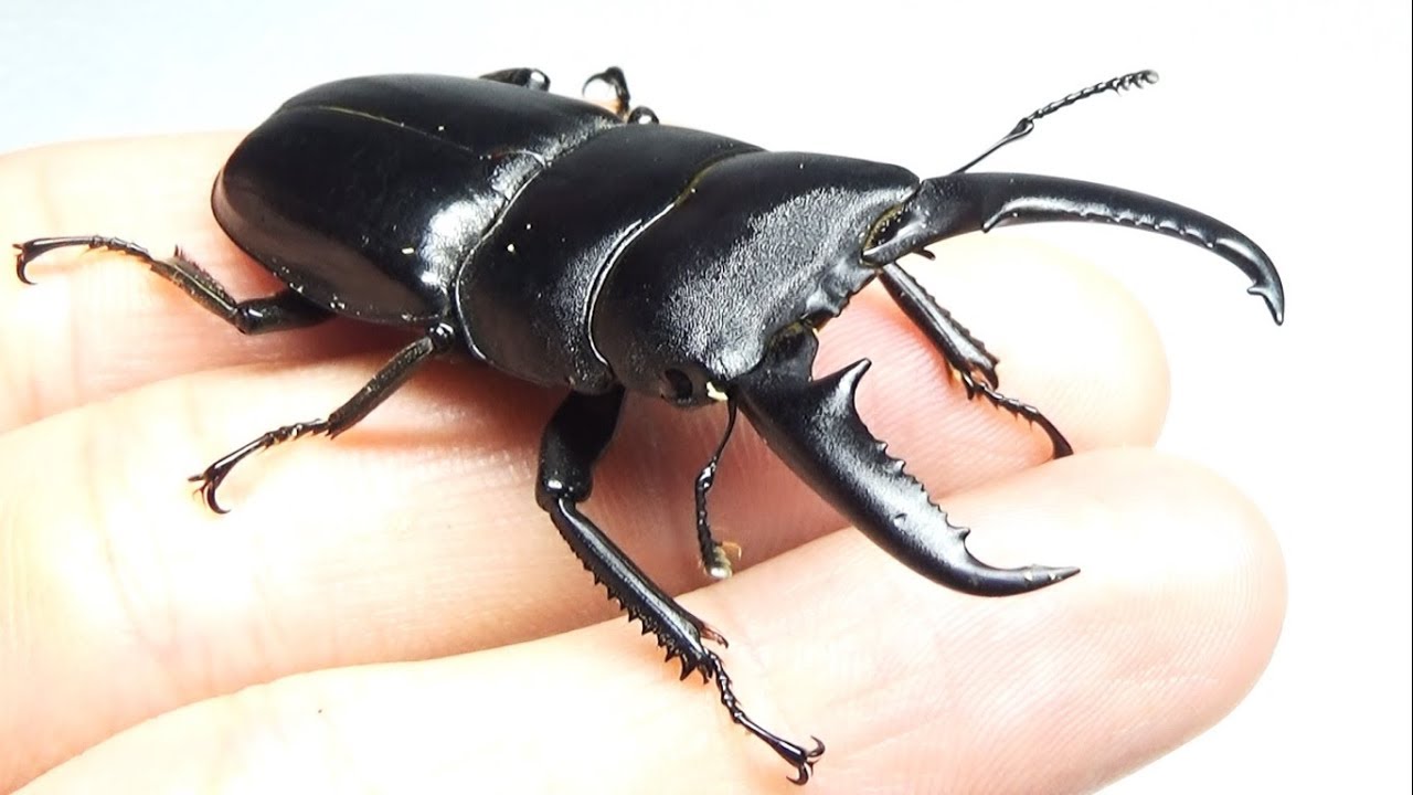 わたの木ハワイハネナシクワガタApterocyclus わたの木様専用ハワイ