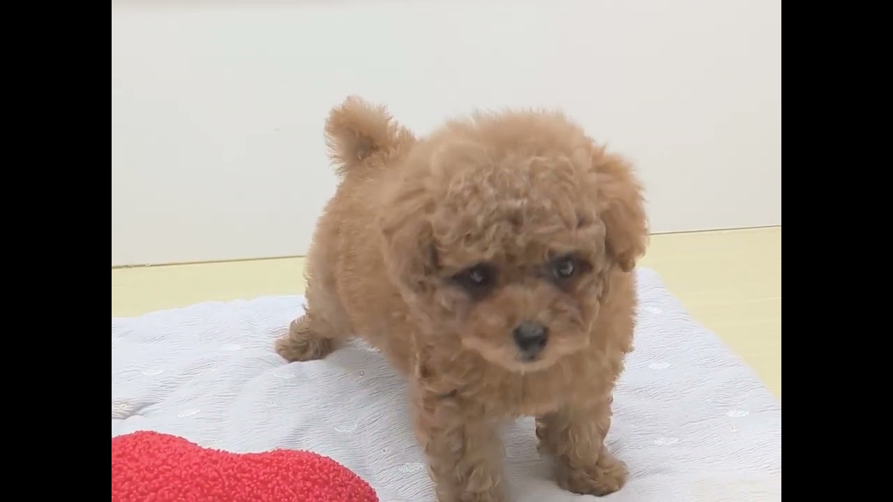 トイプードル - YouTube